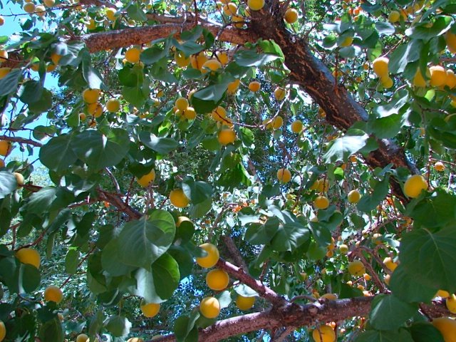 [apricot+tree.jpg]