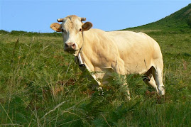 Vache dans les montagnes de LACARRE.