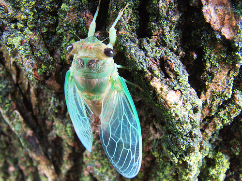 [the+galladrial+of+cicadas.jpg]