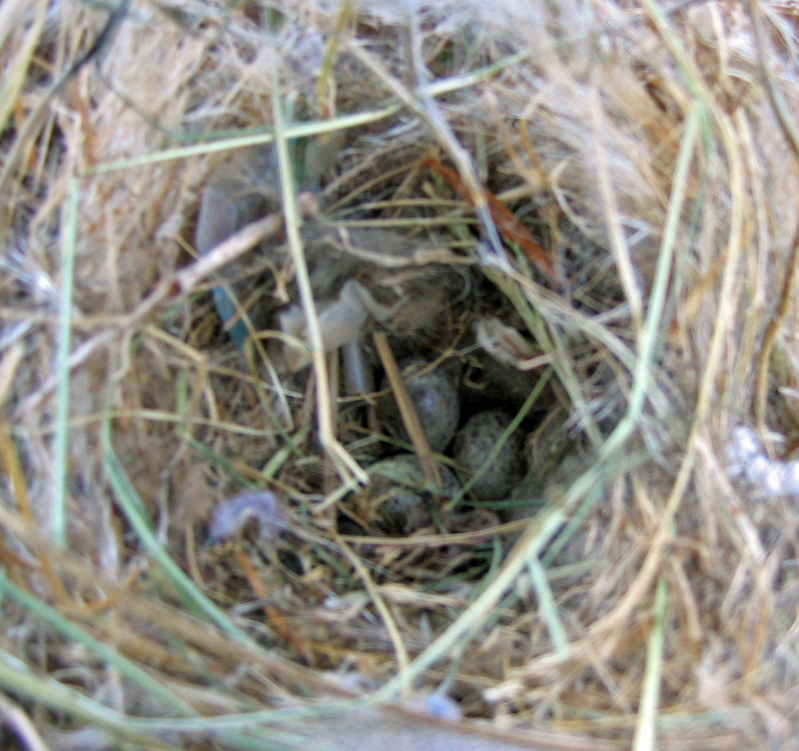[bird+nest+4.jpg]