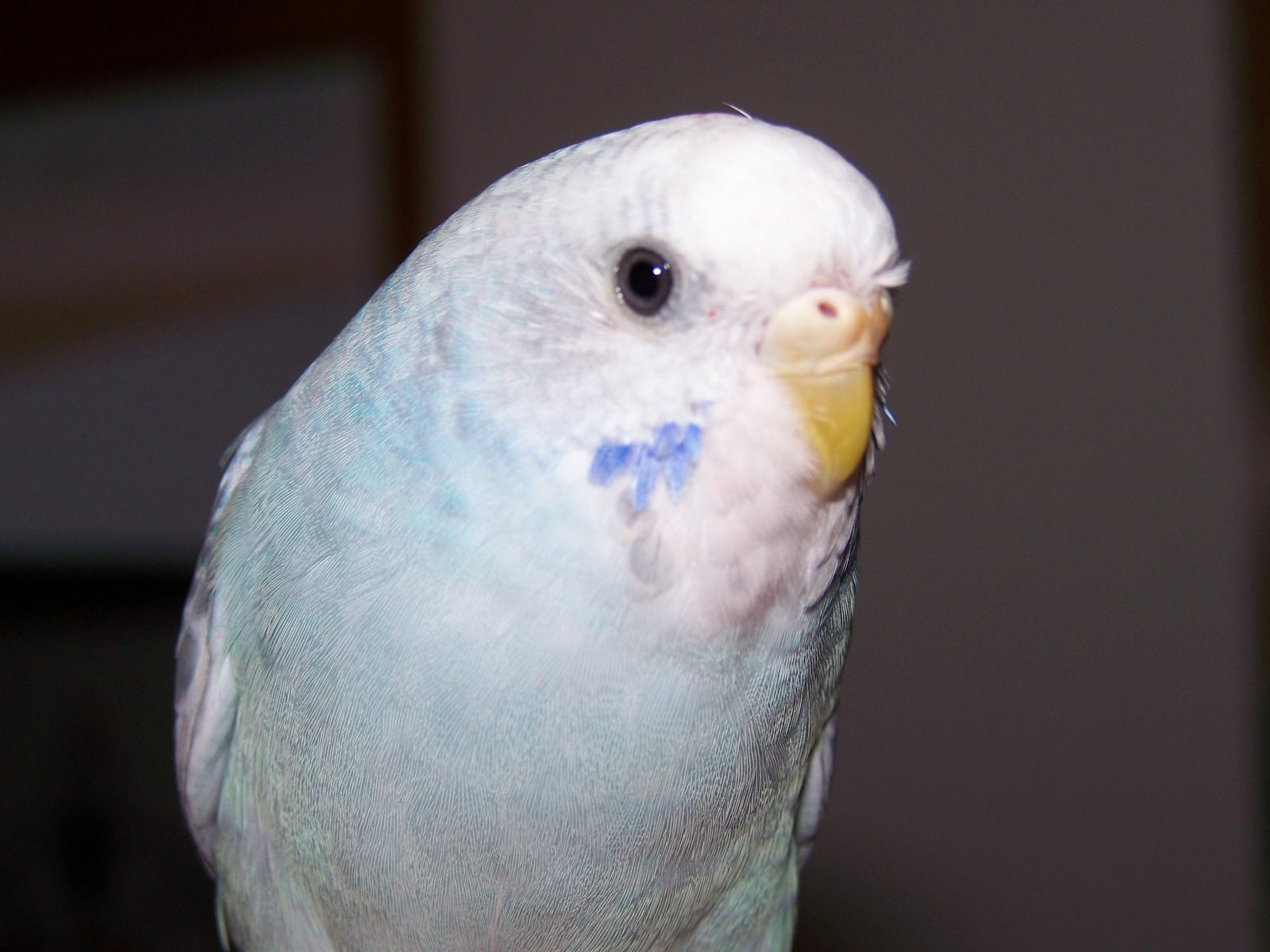 <a href="http://www.birdchannel.com/blog/viewbio.aspx?apid=81557">Hedwig - July 4, 2007</a>