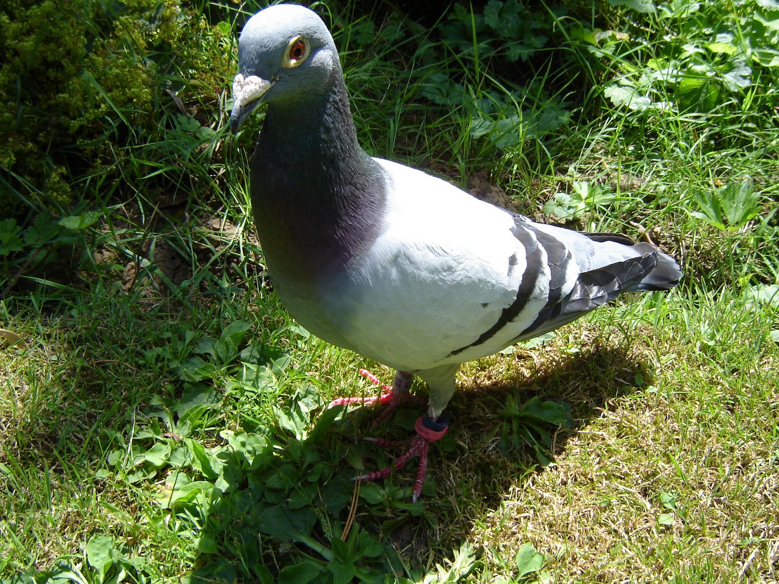 [pigeon]