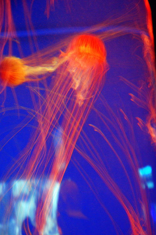 [Aquarium+Trip+May2008+204.jpg]