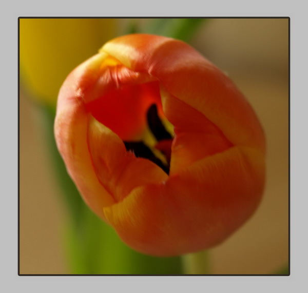 [tulipán.jpg]