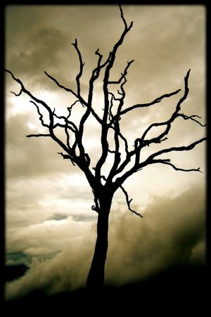 [dead_tree_in_shadows_by_negrasangre.jpg]