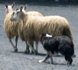 [Sheep_herding2.jpg]