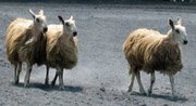 [Sheep_herding.jpg]