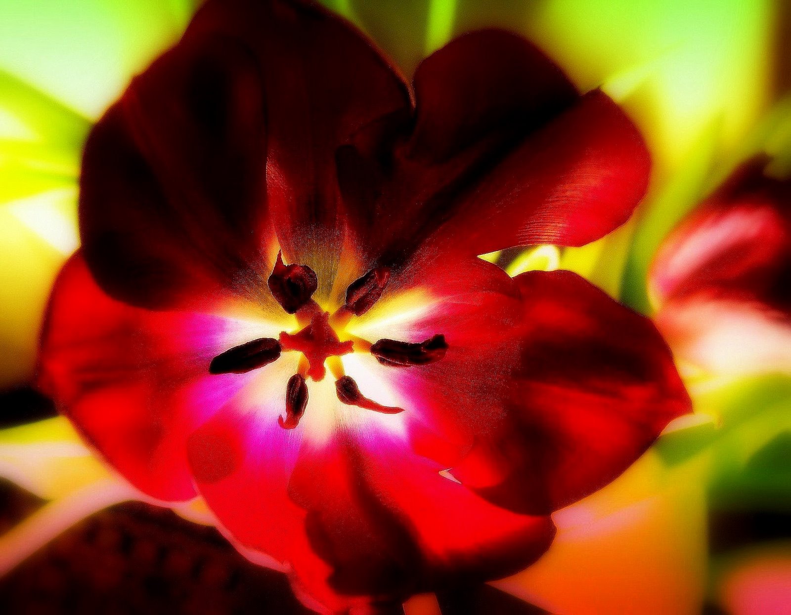 [My.Tulips2x.jpg]