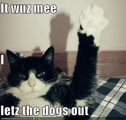 [funny-pictures-cat-raises-hand-dogs-out.jpg]