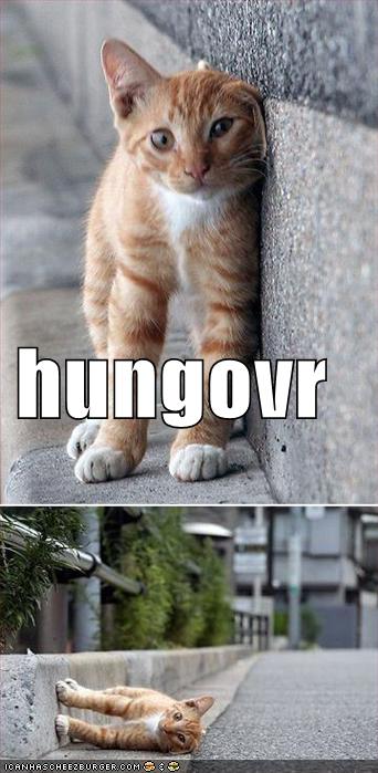[funny-pictures-hungover-orange-cat-street.jpg]