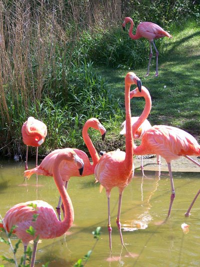 [flamingoes.jpg]