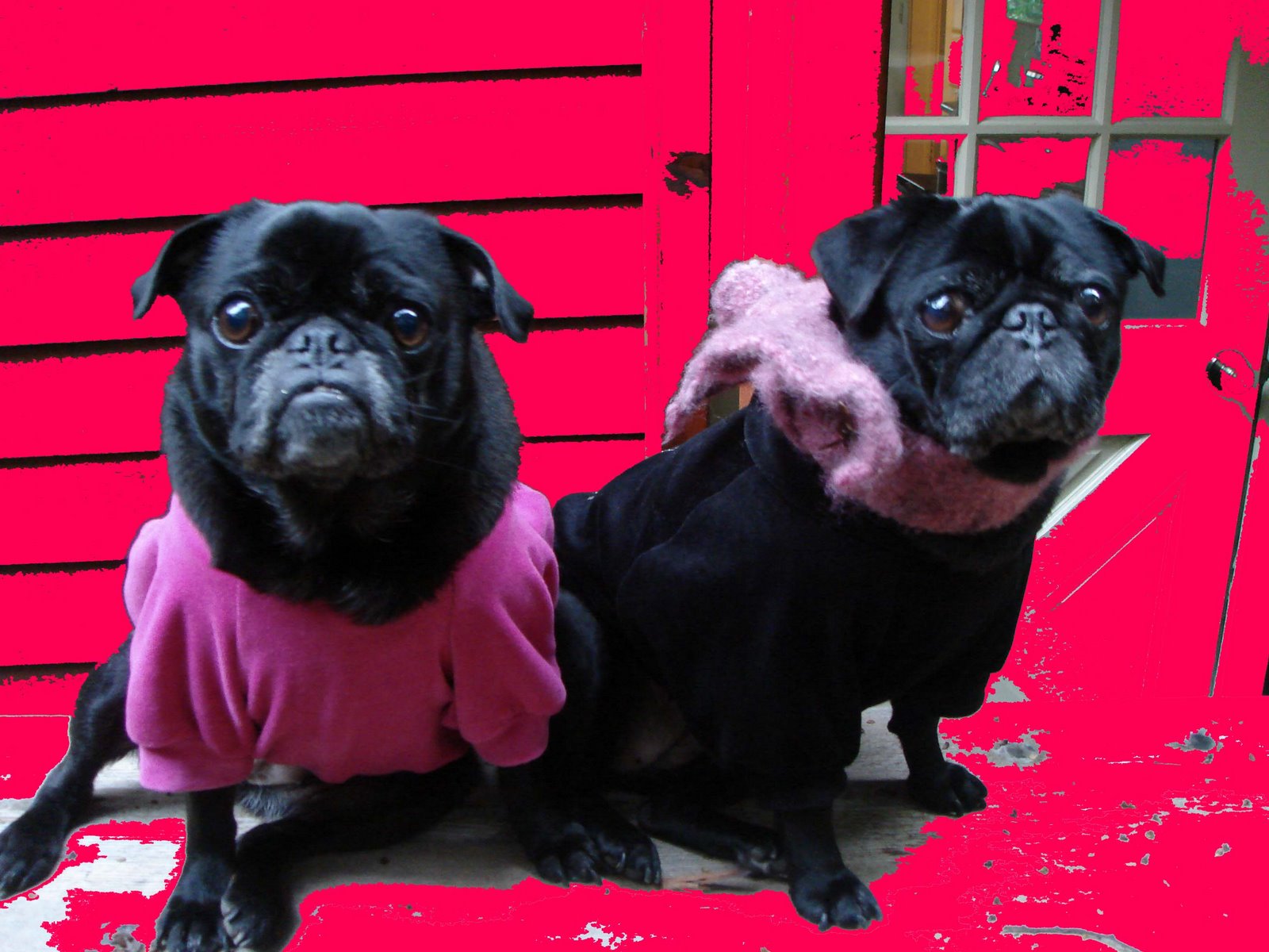 [pugs+sweatshirts+on+bench+in+pink+14feb07.jpg]
