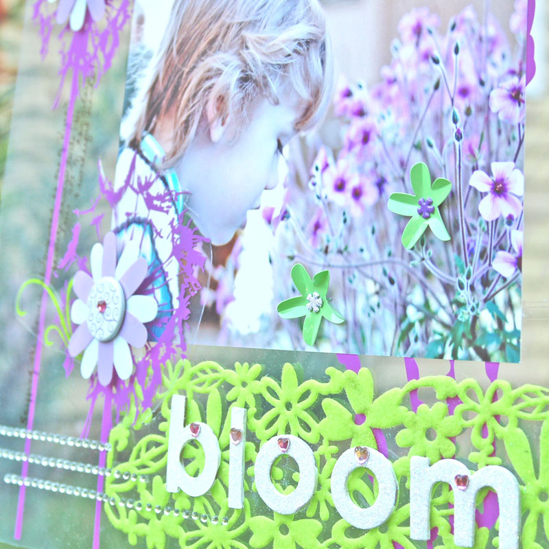 [Bloom+on+Transparency3.jpg]