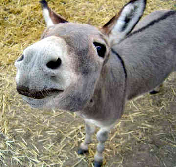 [miniature-donkey-0015.jpg]