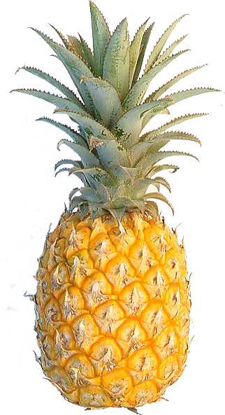 [pineapple_photo.jpg]