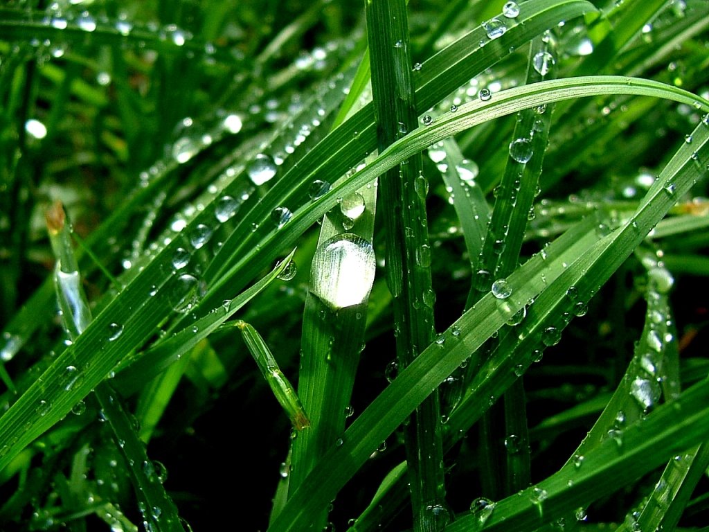 [Rain+drops_+non-wetting.jpg]