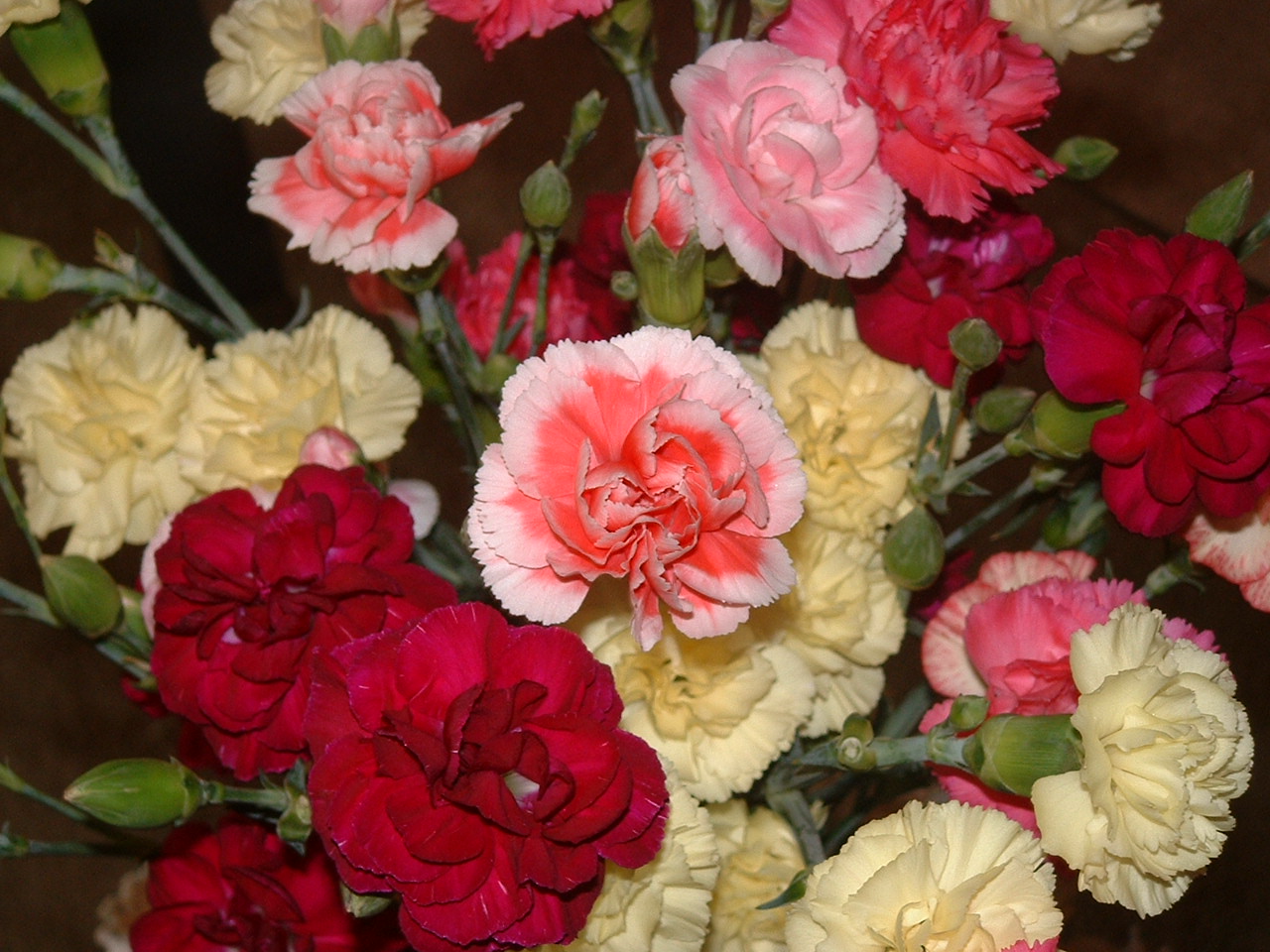 [carnations+019.jpg]