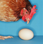[chicken-egg.jpg]