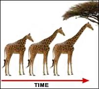 [girafa+evoluÃ§Ã£o.bmp]