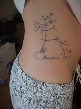 [darwin+tree+tattoo.jpg]
