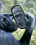 [mirror+chimp.jpg]