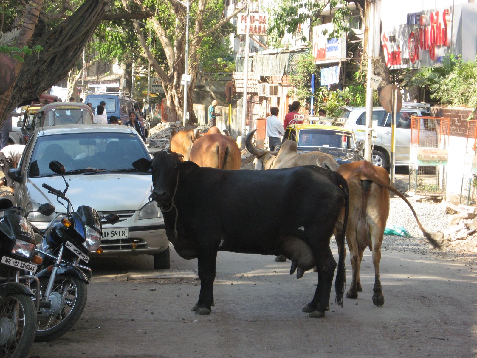 [Cows+in+the+middle+of+the+road.jpg]