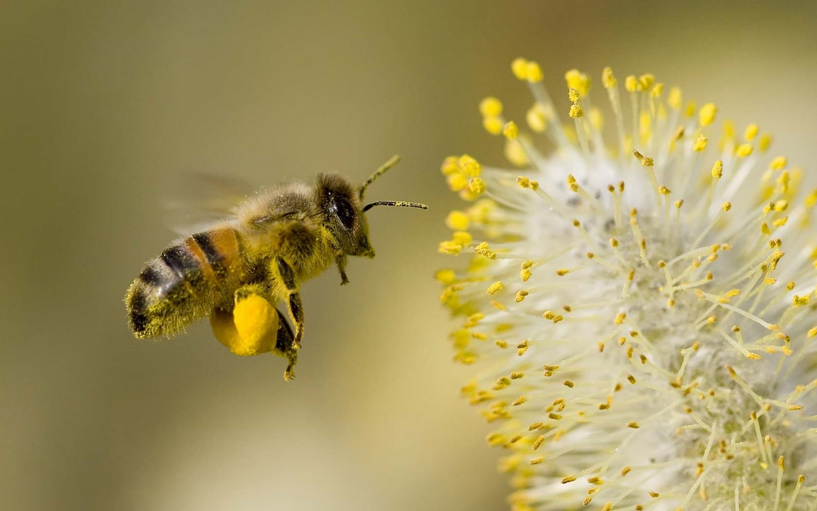 [Bee-Collecting-Pollen.jpg]