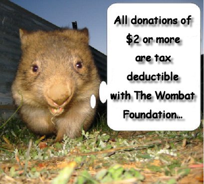 [donate_wombat.jpg]