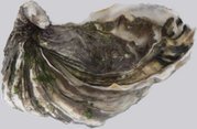 [oyster1.jpg]