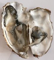 [oyster2.jpg]