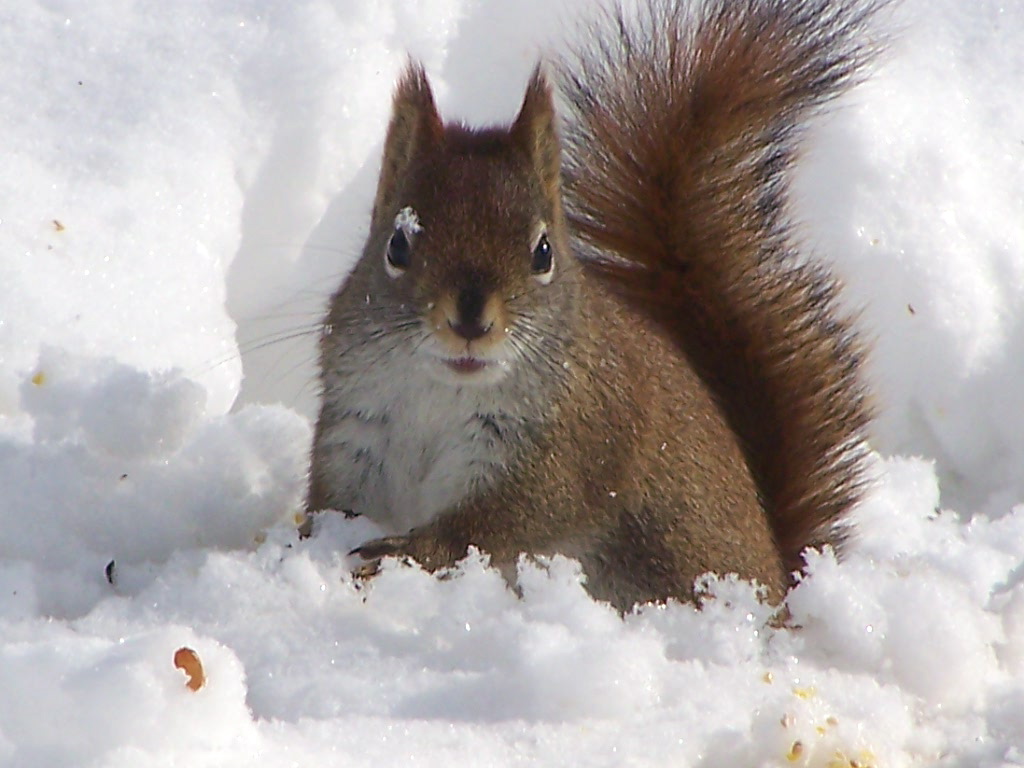 [Red+Squirrel+with+Peanuts+-+27.JPG]