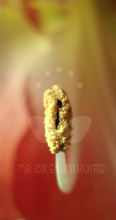 [Amaryllis+Pollen.jpg]
