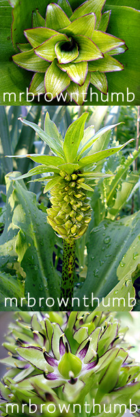 [Eucomis+bicolor+Pineapple+Lily.jpg]