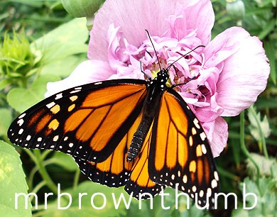 Danaus plexippus-Monarch Butterfly