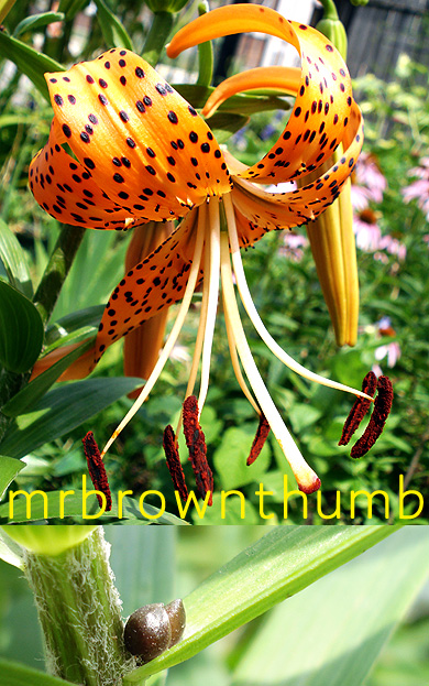 Lilium lancifolium-Tiger Lily