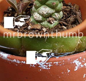 white crust on houseplant pot, how to water houseplants, monadenium