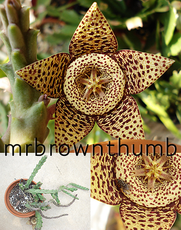 Orbea variegata, Starfish Cactus, Toad Cactus, Carrion Flower,Indoor gardening