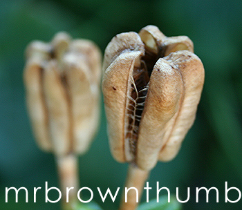 Oriental-Asiatic Lily Seed Pods. Lilium Seed Pods