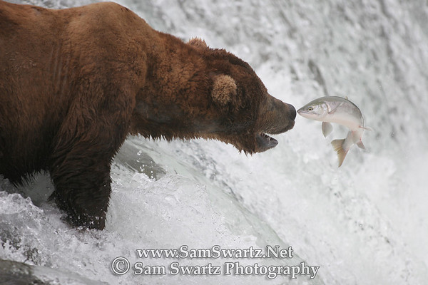 [bear+eating+fish.jpg]