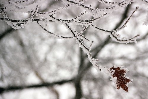[winter+leaf.jpg]