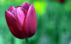 [00068_tulip.jpg]