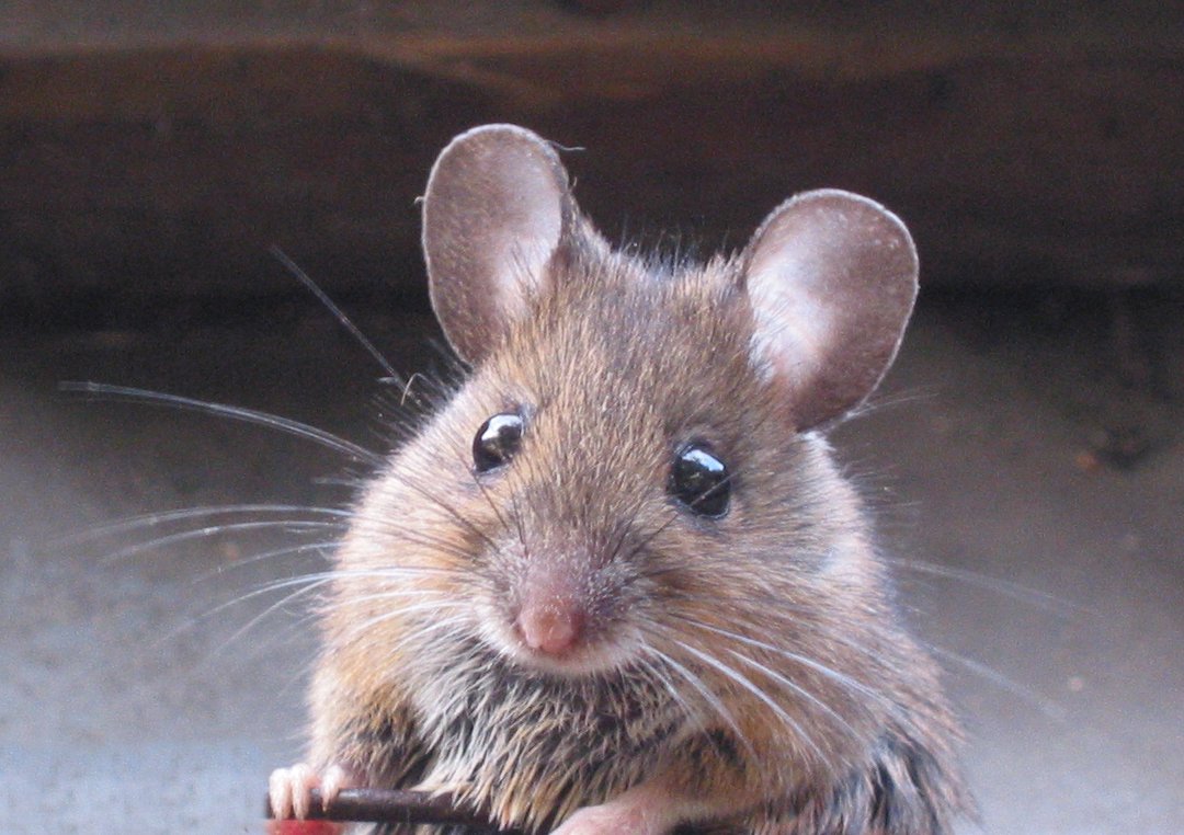 [Mouse_Musculus_Huismuis.jpg]