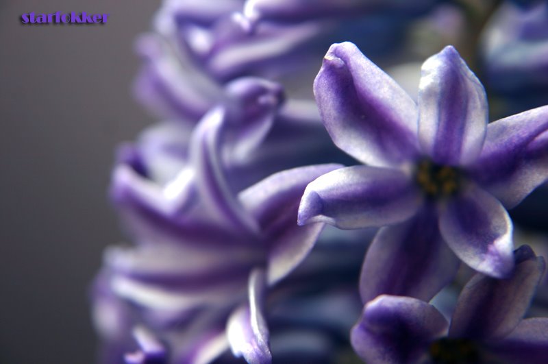 [hyacinthus.jpg]