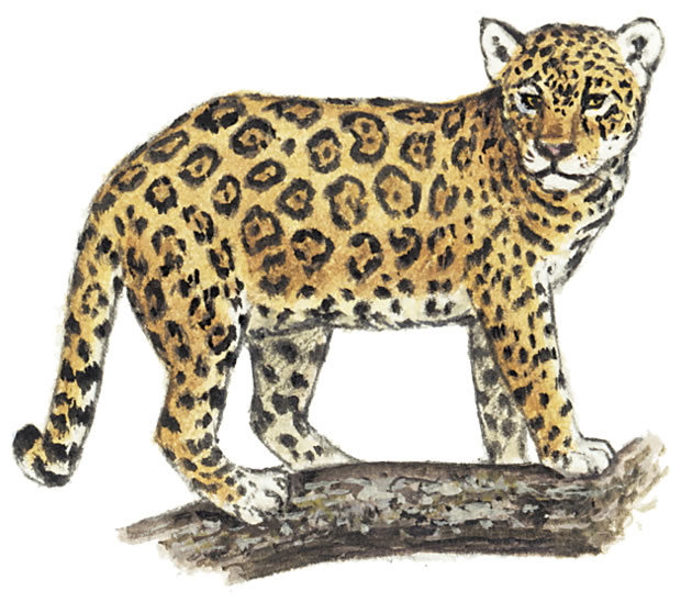 [leopard2.jpg]