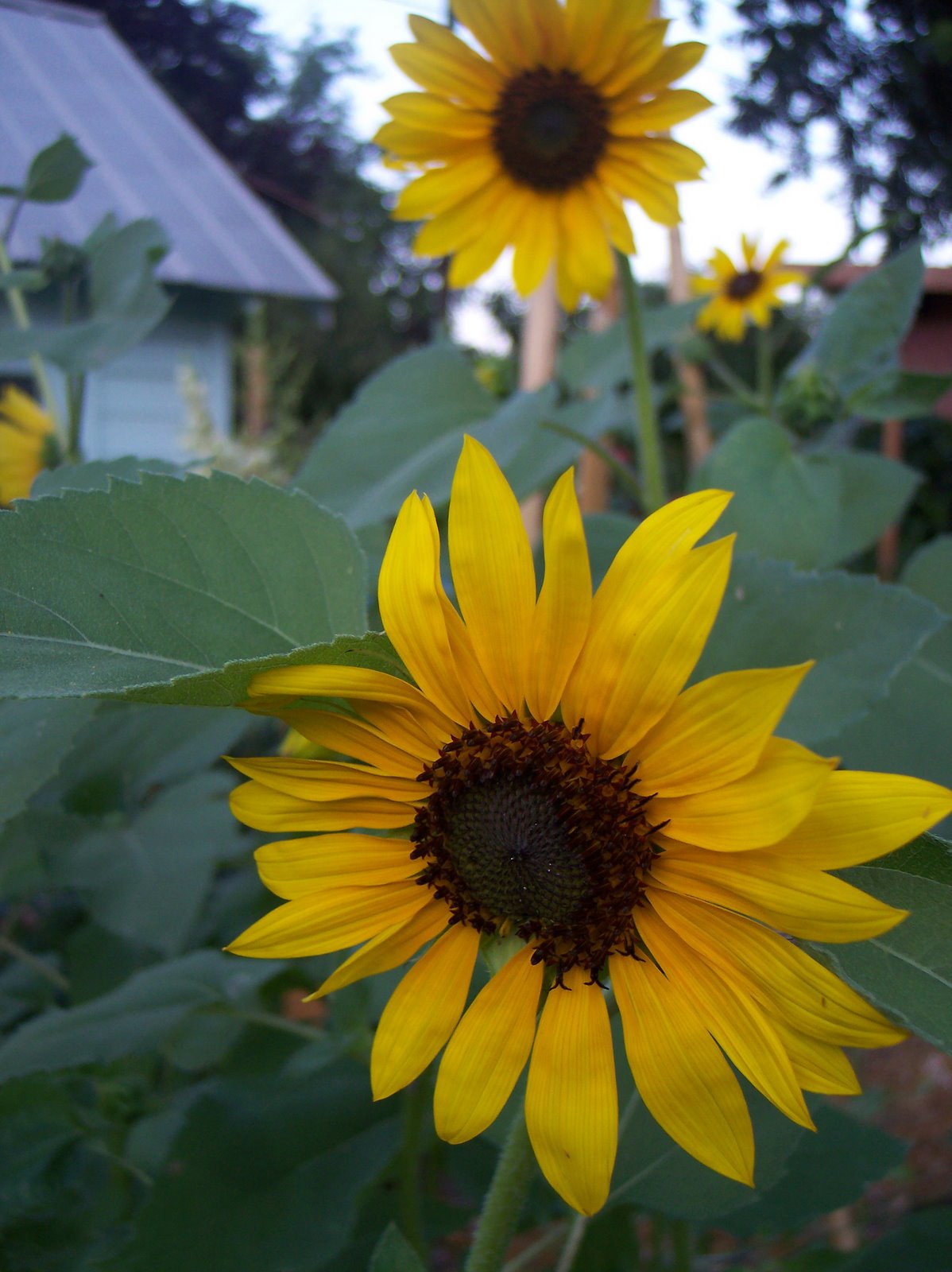 [1+sunflowers.jpg]