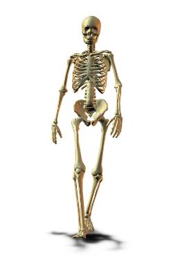 [skeleton.JPG]