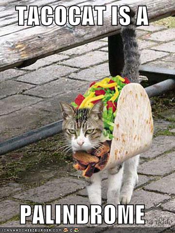 [funny-pictures-tacocat.jpg]