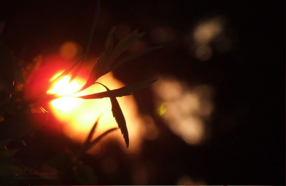 [Sunset+through+may+bush+leaves.jpg]