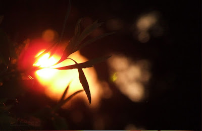 Sunset with silhouette of May Bush leaves - sun shining through leaves