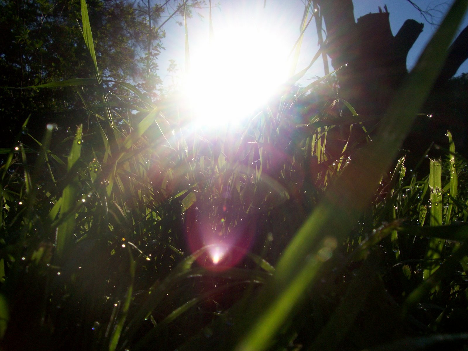 morning sun shining over green grass close up